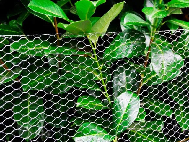 Malla Hexagonal Malla Gallinero Pollera Alambre 80cm X 50 Mt