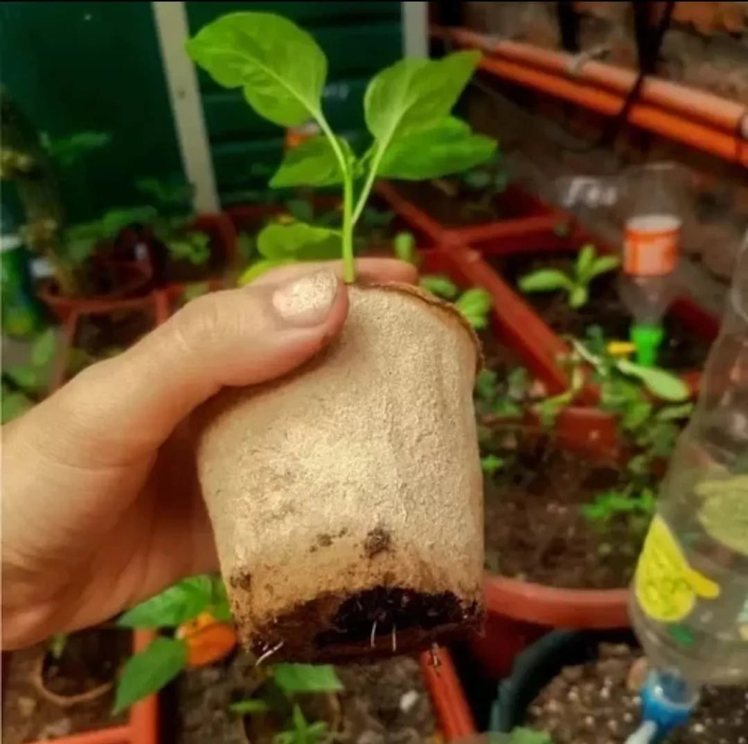 100 Macetero Biodegradable 8x8cm Orgánico Almácigo/cultivo