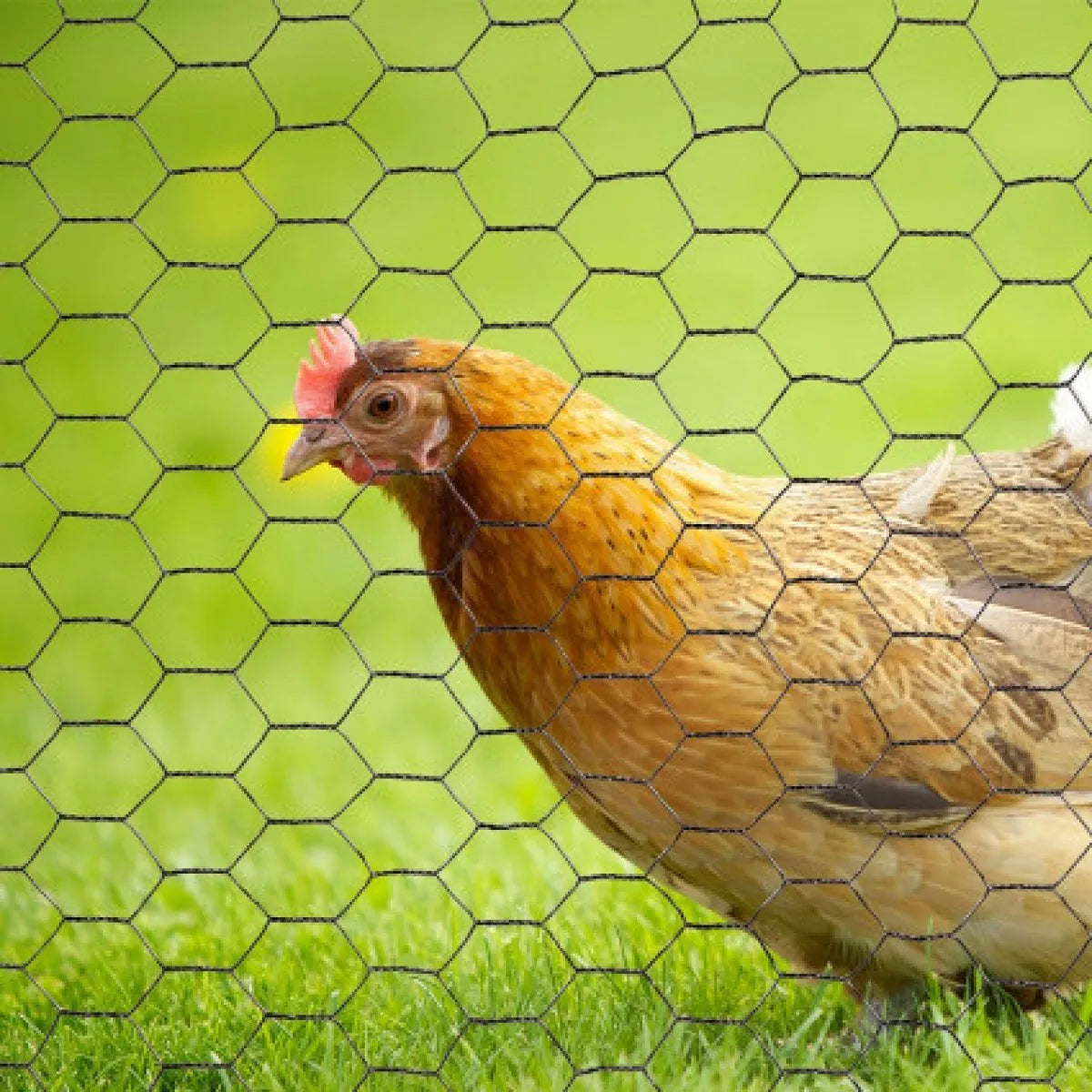 Malla Hexagonal Malla Gallinero Pollera Alambre 80cm X 50 Mt